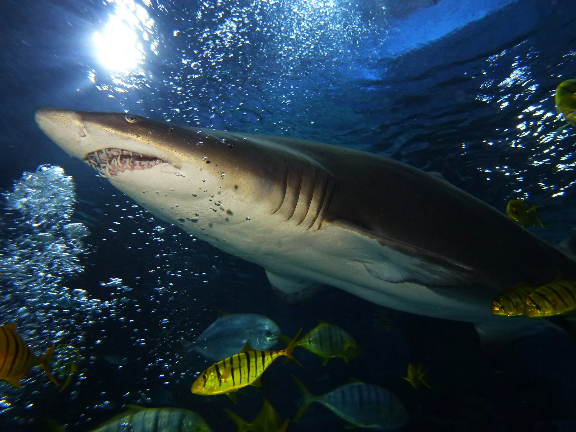 Shark swimming - Tropicarium Budapest